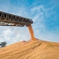 Grain Agricultural Bulk Industry Grain Agricultural Bulk Industry